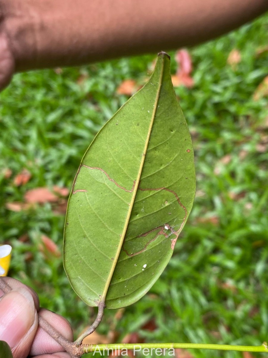 Doona venulosa Thwaites P.S.Ashton